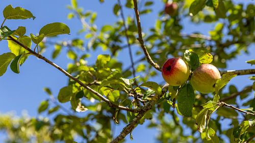 Close-up appelboom