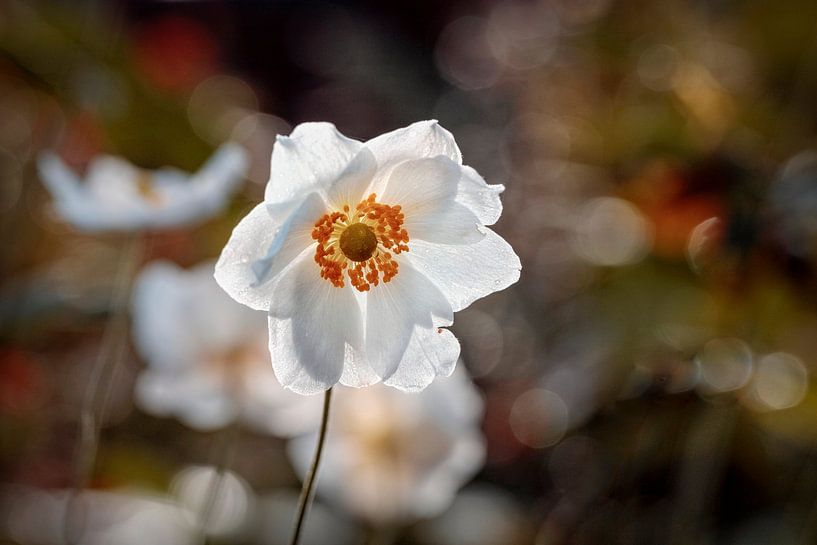 Anemone von Rob Boon