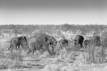 Elephants on the run