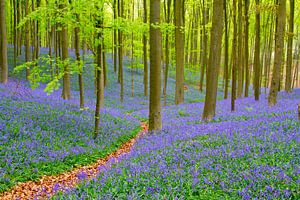 Hallerbos