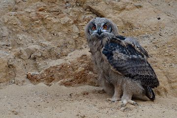 Uhu ( Bubo bubo ), Jungvogel erkundet die Umgebung, zu Fuß unterwegs, Ästling in einer Sandgrube, di von wunderbare Erde