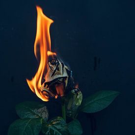 Brennende Rose von Simen Crombez