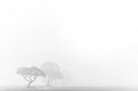 Foggy landscape