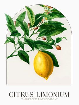 Charles Dessalines d'Orbigny - Citrus Limonium van Old Masters
