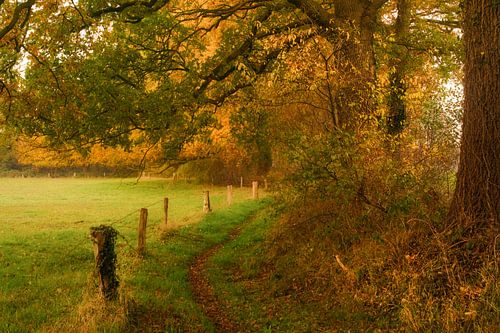 Oude houtwal op landgoed Baasdam