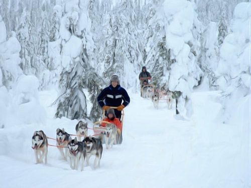 Dog sledge ride Finnish Lapland