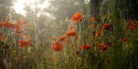 the wild garden by Rigo Meens thumbnail