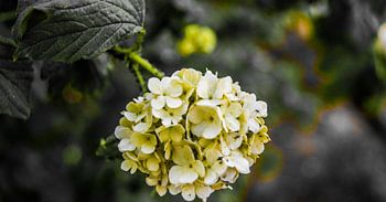 Witte bloemen