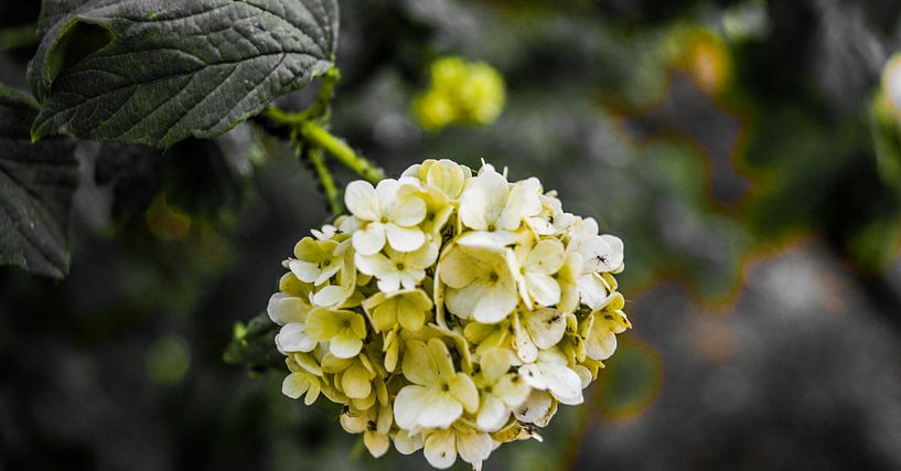 Witte bloemen von Jane Changart