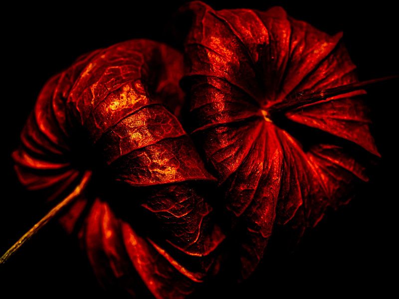 Macro shot of ande berry red and dark two side by side by Dieter Walther