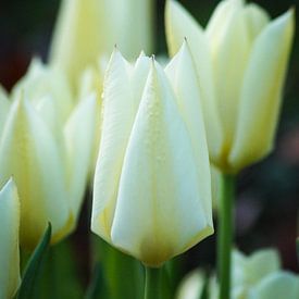 Elegant white tulips by Danny Tchi Photography