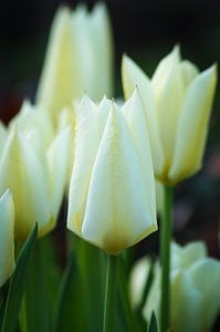 Elegante witte tulpen van Danny Tchi Photography