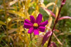 Blumenwiese