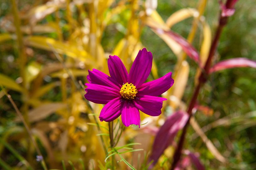 Bloemenweide van t.ART