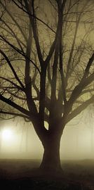 Groningen tree during dense fog