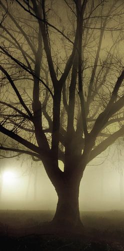 Groningen boom tijdens dichte mist