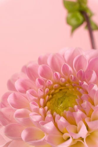 Dahlia by simone swart