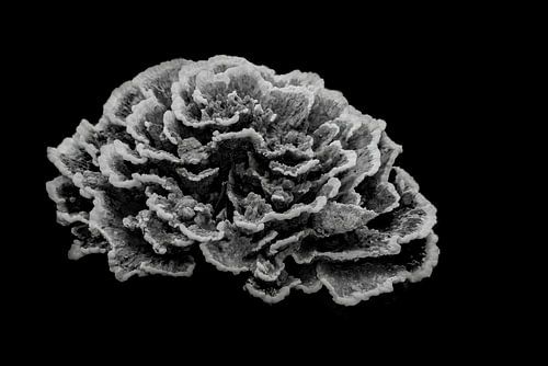 Fungus Humongous fine art low key kunst voor aan de muur