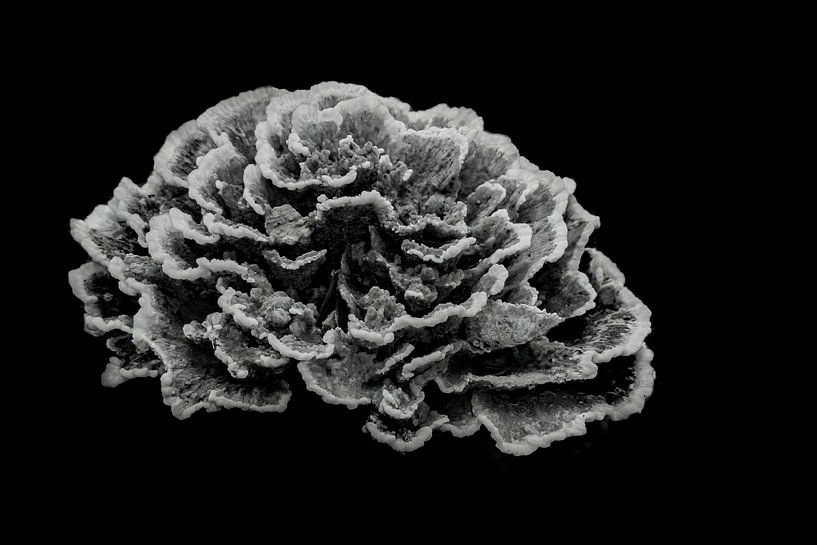 Fungus Humongous von Femke Ketelaar
