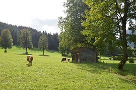 Zonovergoten alpenweide van Nature Untouched Photography