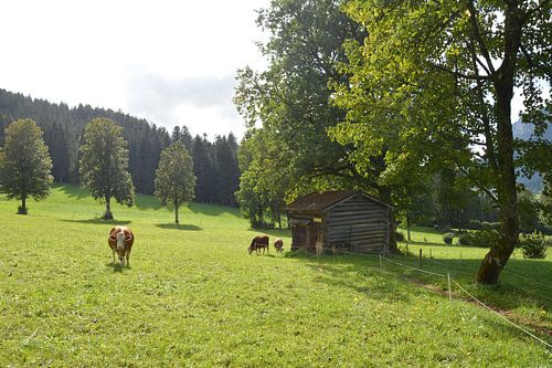 Sonnendurchflutete Almwiese