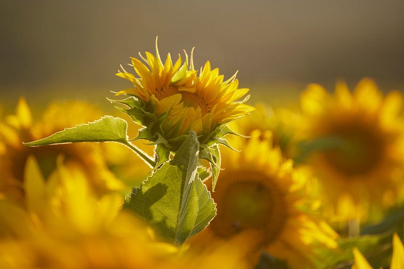 Focus op de uitstekende zonnebloem van Cor de Hamer