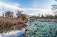 Dommel van Jasper Scheffers thumbnail