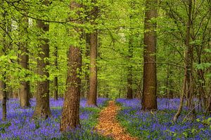 Het Hallerbos van Lars van de Goor