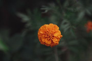 Botanisch oranje | Reisfotografie fine art foto print | Griekenland, Europa van Sanne Dost