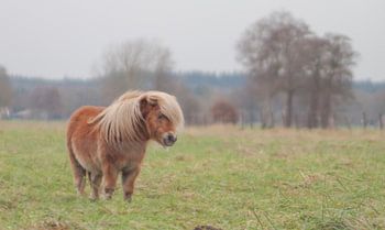 Litle pony