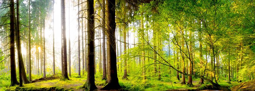 Zauberhafter Wald bei Sonnenaufgang van Günter Albers