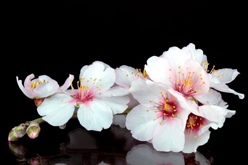 Bloeiende amandel bloesem in de lente close up von Eye on You