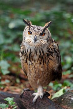European eagle owl