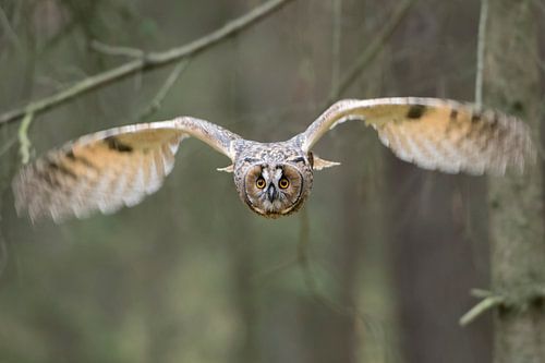 im Wald... Bengalenuhu *Bubo bengalensis*