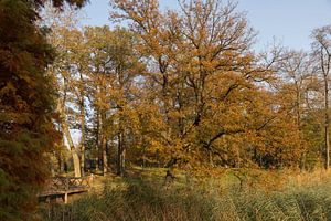 Wasser mit Wald in Herbstfarben in der Veluwe