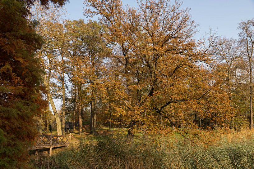 water met bos in herfstkleuren in de veluwe van ChrisWillemsen