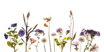 Field flowers dried blue pink