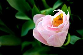 Lente tulp van Marianna Pobedimova