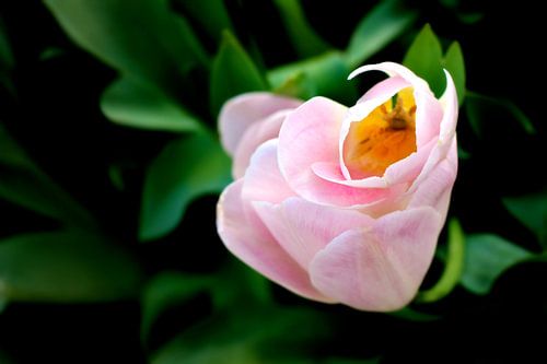 Tulipe de printemps