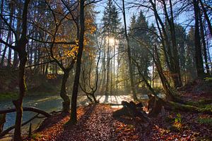 Mystischer Wald im Allgäu