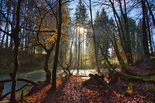 Mystiek bos in de Allgäu