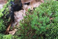 Groen in het bos