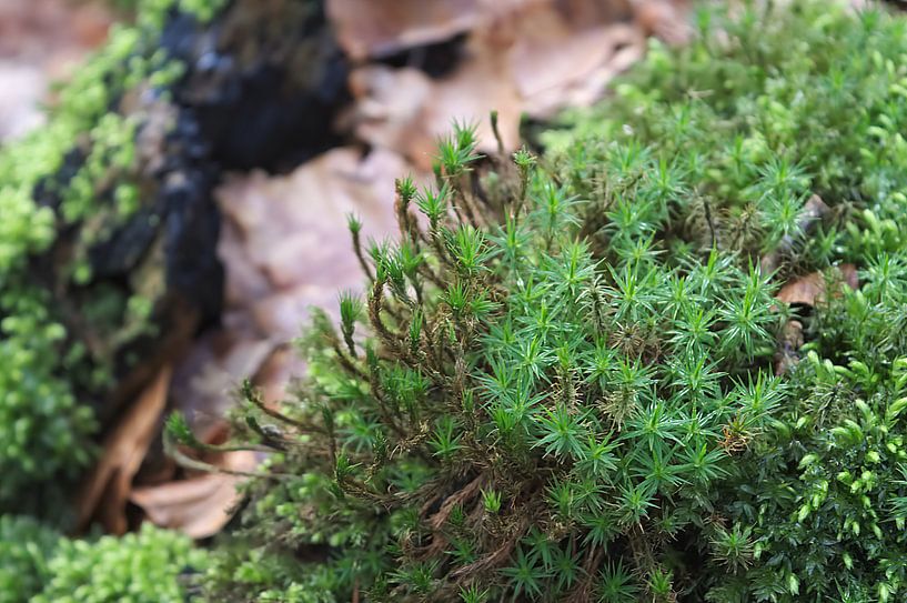 Groen in het bos par Remco Bruynseels