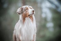 Australische herder