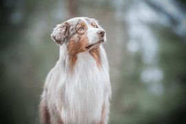 Australian shepherd by Sanne Harmsen