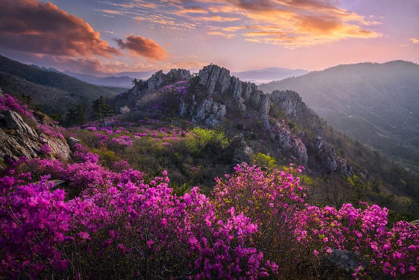 When azaleas bloom by Tiger Seo
