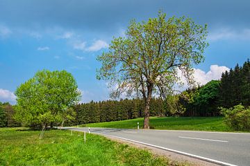 Landscape with trees and road in the Harz area, Germany by Rico Ködder