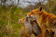 Fox cubs with their mother by Claudia Esveldt thumbnail