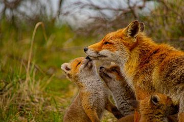 Fox cubs with their mother by Claudia Esveldt