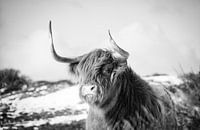 Scottish Highlander